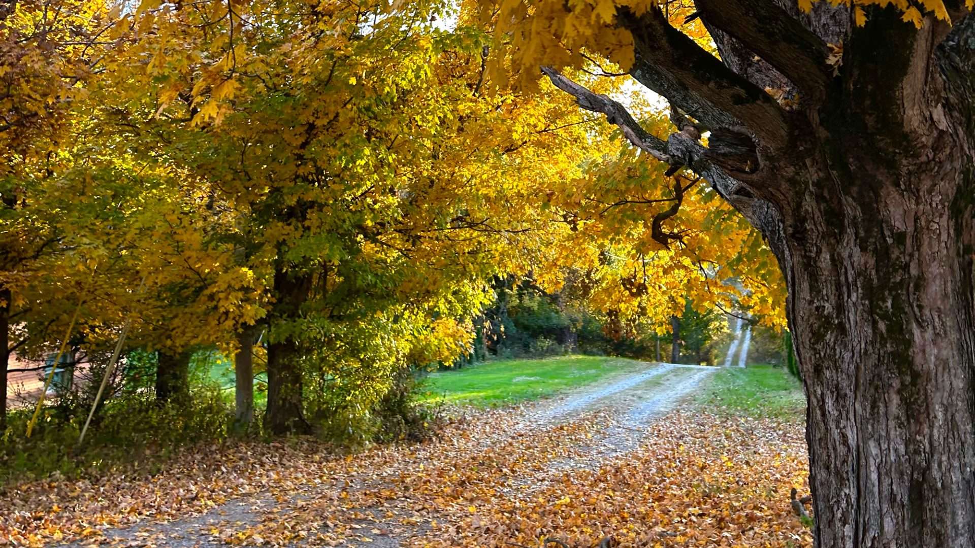 Golden maple tree canopy arching over a leaf-covered gravel lane during peak fall foliage in Cape Girardeau, Missouri